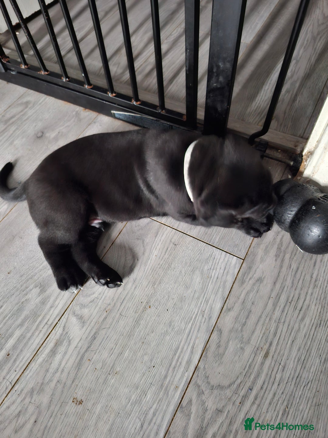Cane Corso dogs for sale: Chunky cane corso puppies - Image 11