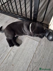 Cane Corso Puppy 1