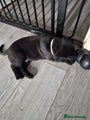 Cane Corso Puppy 1