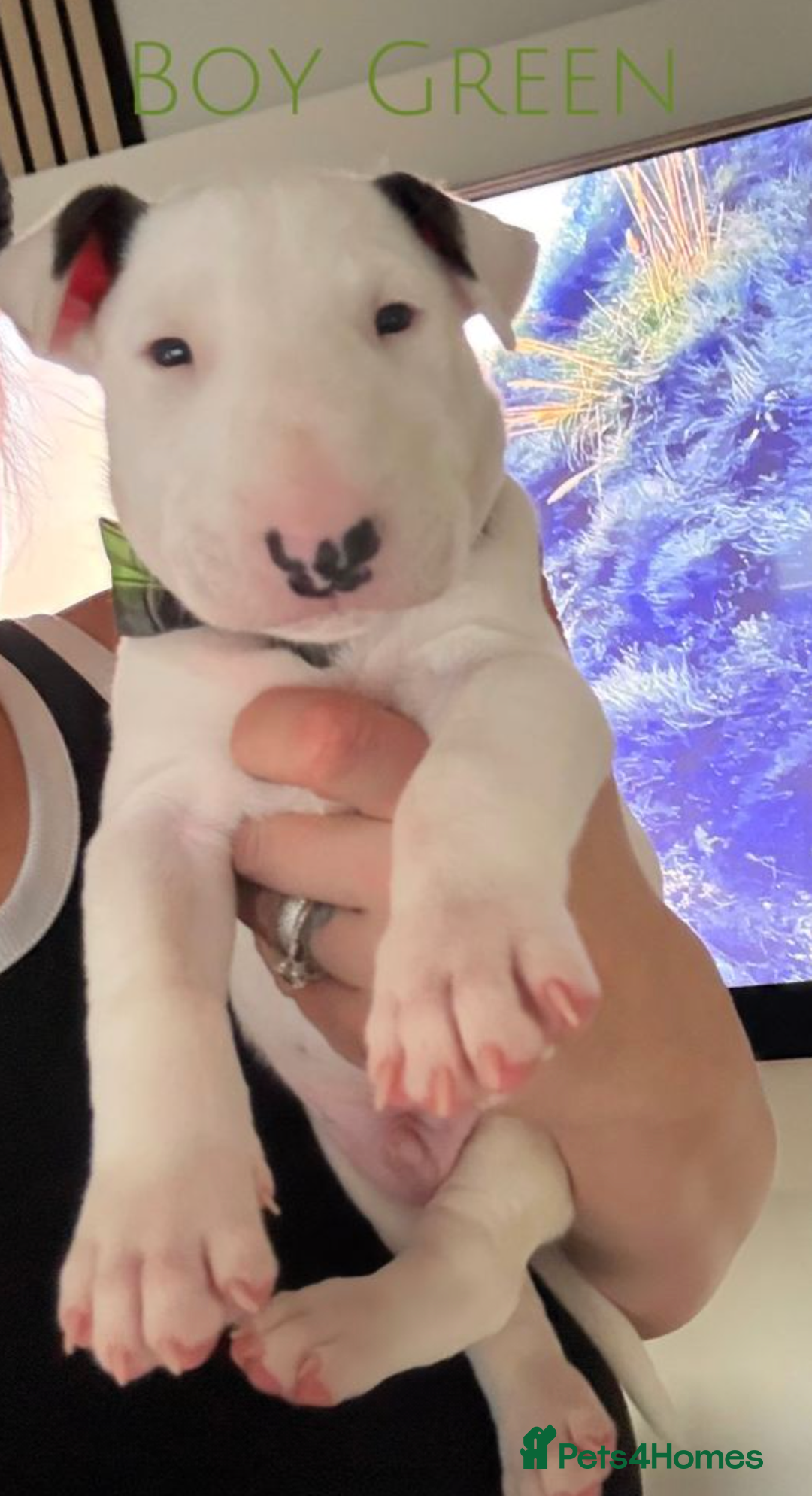 Mixed Breed dogs for sale: English Bull Terrier Puppies for Loving Families - Advert 3