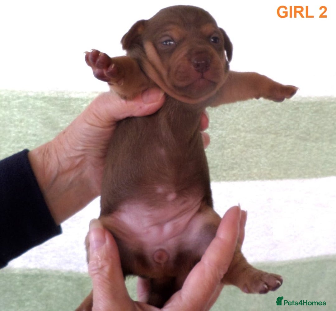 Jack Russell dogs for sale: Beautiful Muchwenlock Jack Russell puppies 🐾 - Advert 20