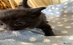 British Shorthair cats for sale: 1 Gorgeous Black kitten Remaining - Image 21