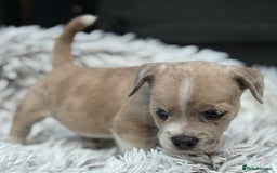 Mixed Breed dogs for sale: Stunning chunky Jack Russell x puppies, ready fri - Image 5