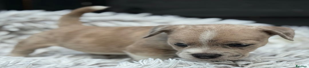Mixed Breed Puppy 1