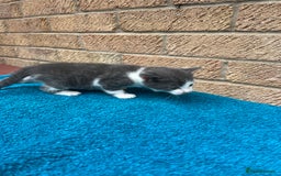 British Shorthair cats for sale: Multicoloured tabby kittens  - Image 5
