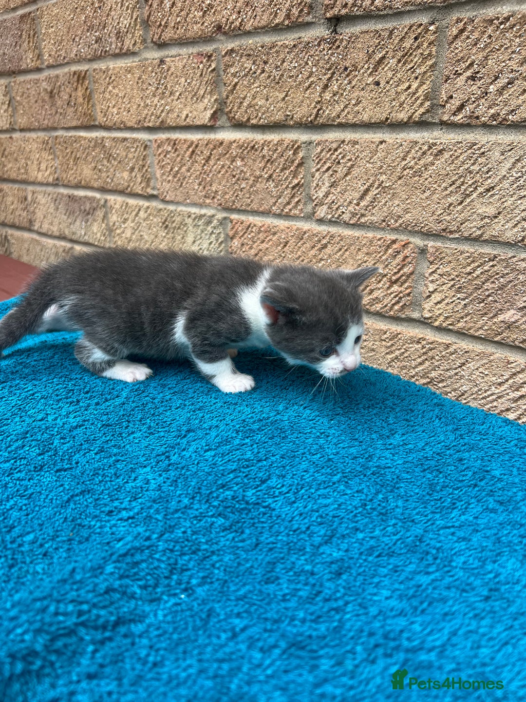British Shorthair cats for sale: Multicoloured tabby kittens  - Image 5