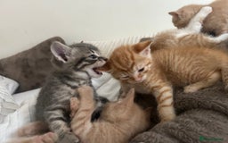 Mixed Breed cats for sale: Beautiful Kittens for sale - Image 12