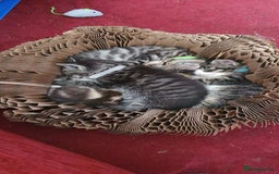 Mixed Breed cats for sale: Beautiful mixed breed boys - Image 1