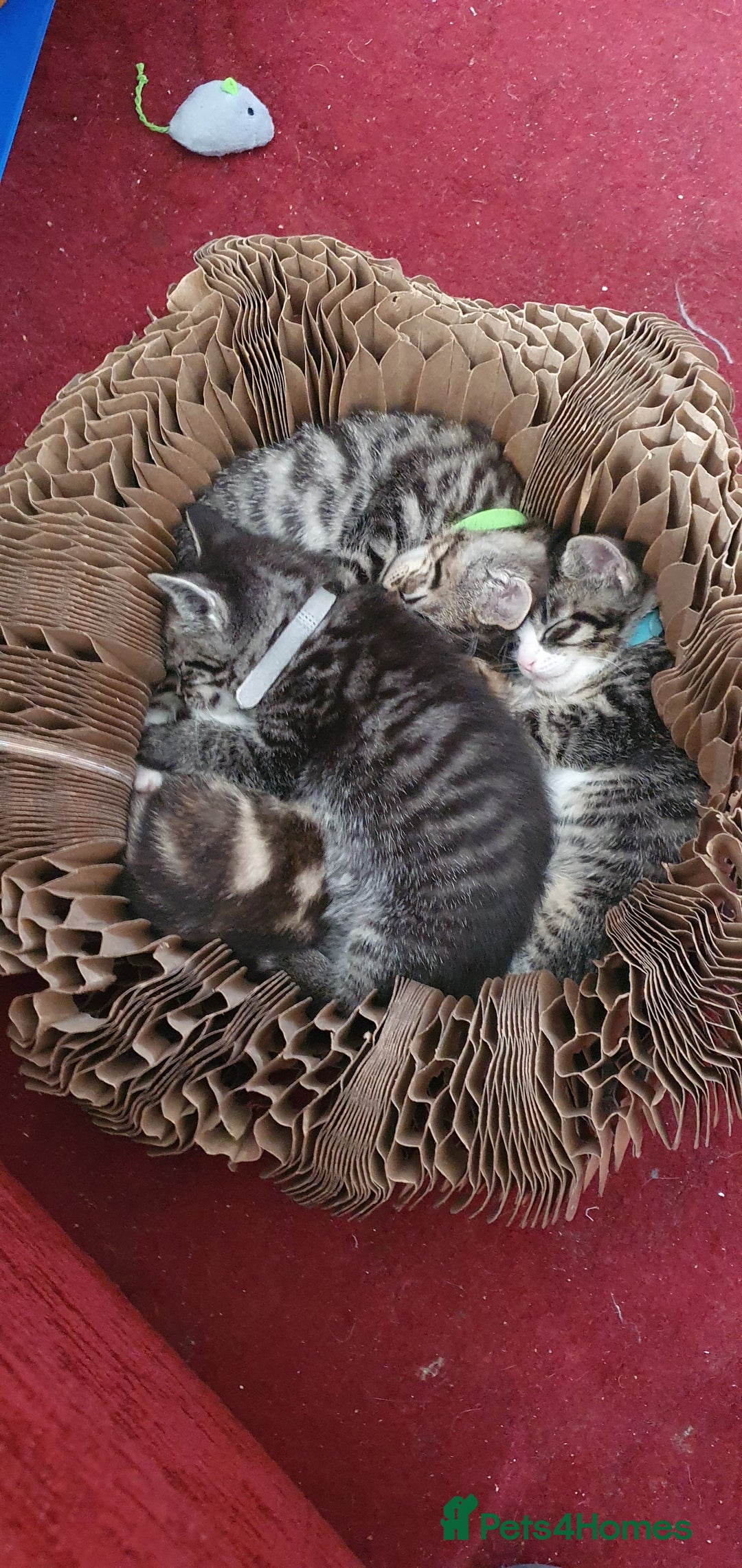 Mixed Breed cats for sale: Beautiful mixed breed boys - Image 1