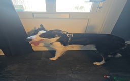 Border Collie dogs for sale: Border collie male tri colour  - Image 3