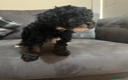 Miniature Poodle dogs for sale: 3 miniature poodles remaining  - Image 17