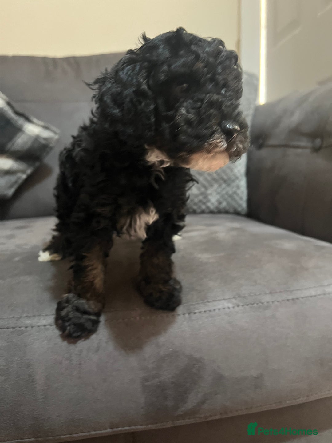 Miniature Poodle dogs for sale: 3 miniature poodles remaining  - Image 17
