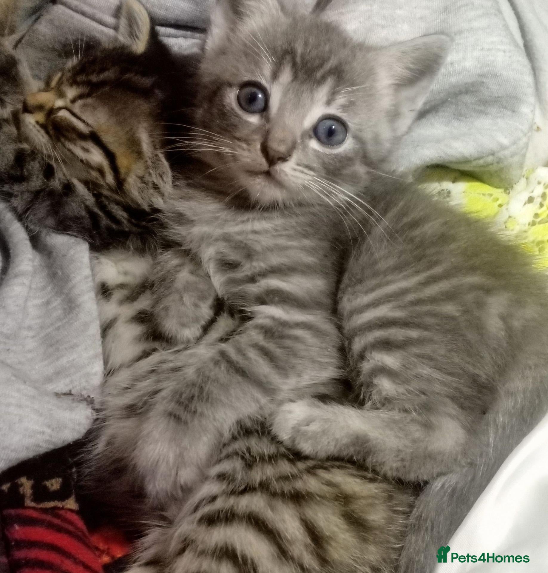 Siberian cats Siberian grey kittens  - Advert 7