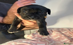 Mixed Breed dogs for sale: mastiff pups🐾 - Advert 22