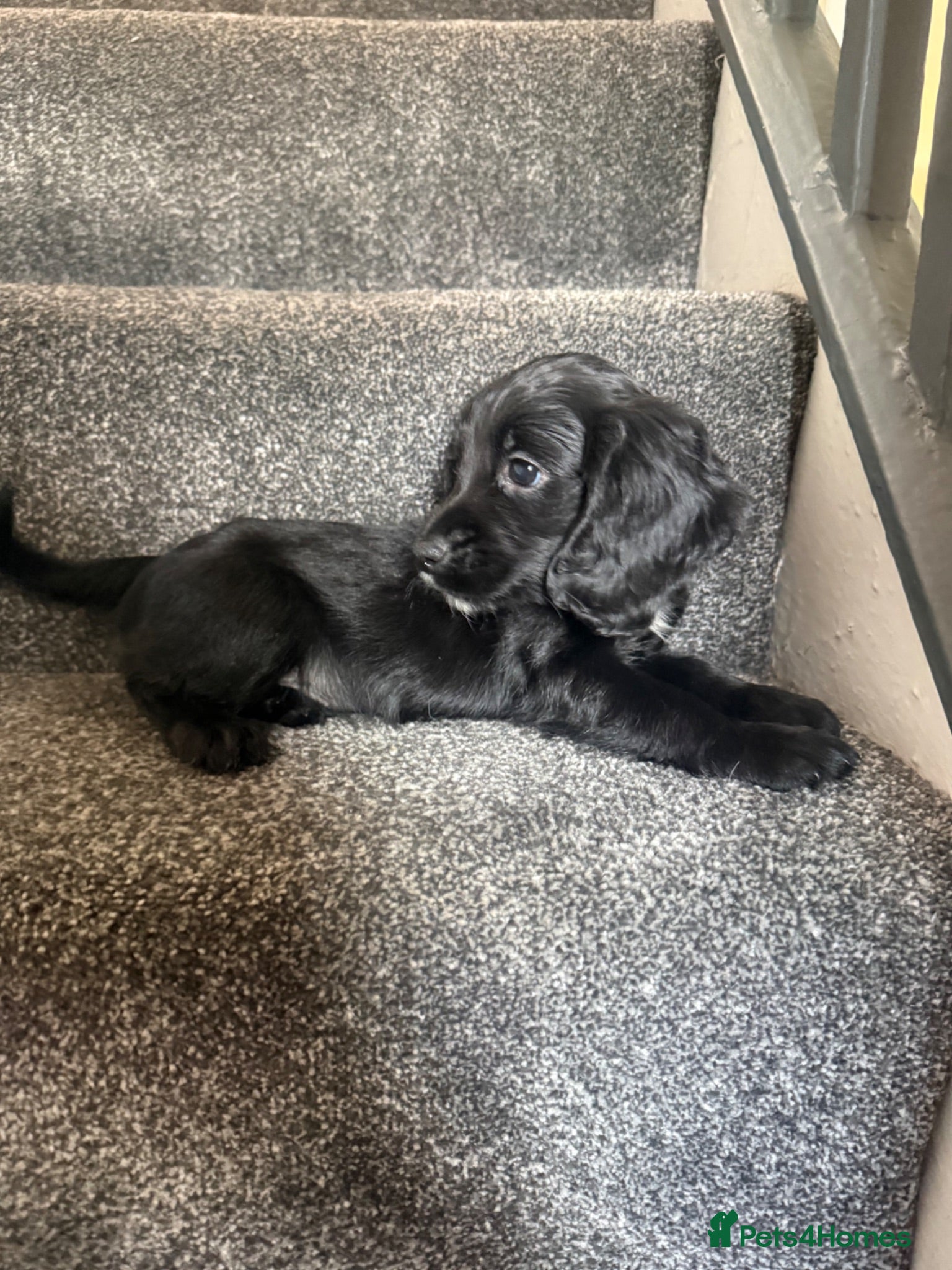 Cocker Spaniel dogs Cocker Spaniel Puppies READY NOW - Advert 11