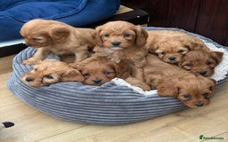 Cavapoo dogs for sale: Stunning litter of F1 Cavapoo pups - Advert 12