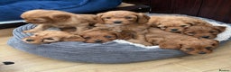 Cavapoo dogs for sale: Stunning litter of F1 Cavapoo pups - Advert 12