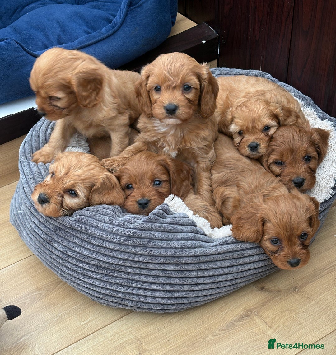 Cavapoo dogs for sale: Stunning litter of F1 Cavapoo pups - Advert 12