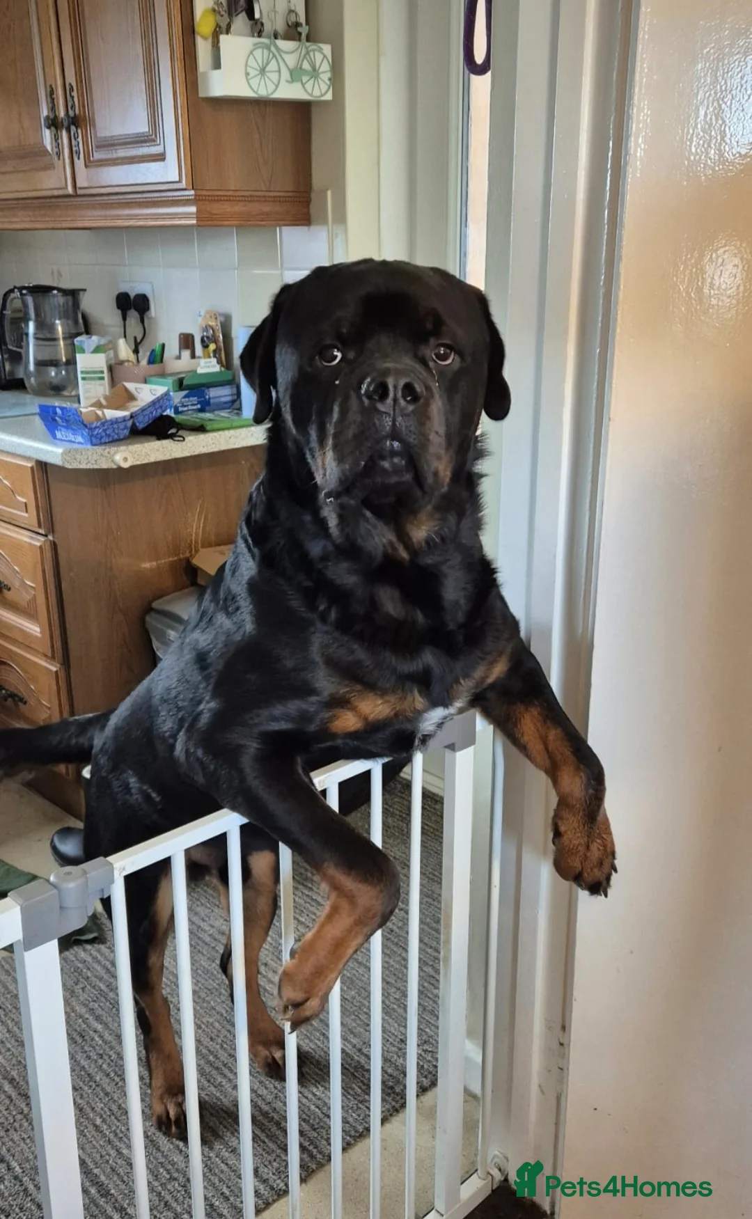 Rottweiler dogs for sale: Rottweiler male 4 years old needs new home!  - Advert 3