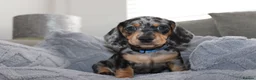 Dachshund dogs for sale: LAST 2 DACHSHUNDS LOOKING FOR THEIR FOREVER HOMES - Advert 7