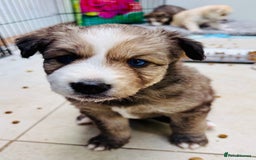Pomsky dogs for sale: Adorable Blue Eyed 🐾 Long Eared Pomskies  - Image 4