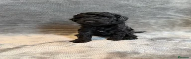 Cavapoochon Puppy 2