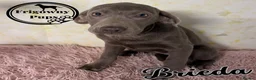Labrador Retriever dogs for sale: 🩶🩶 SILVER LABRADOR GIRLS 🩶🩶 - Advert 3