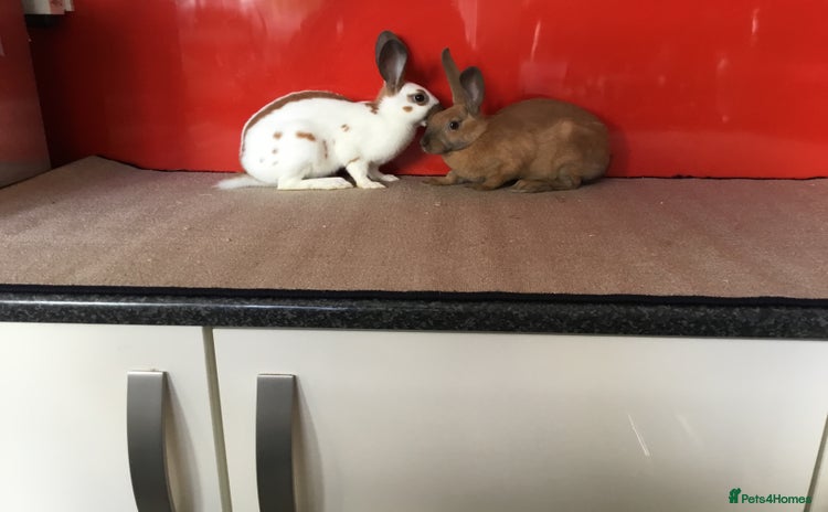 English Spot rabbits - Advert 15
