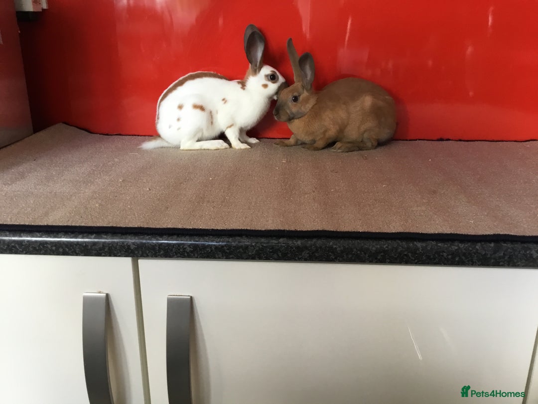English Spot rabbits for sale: English Rabbits for sale  - Image 1