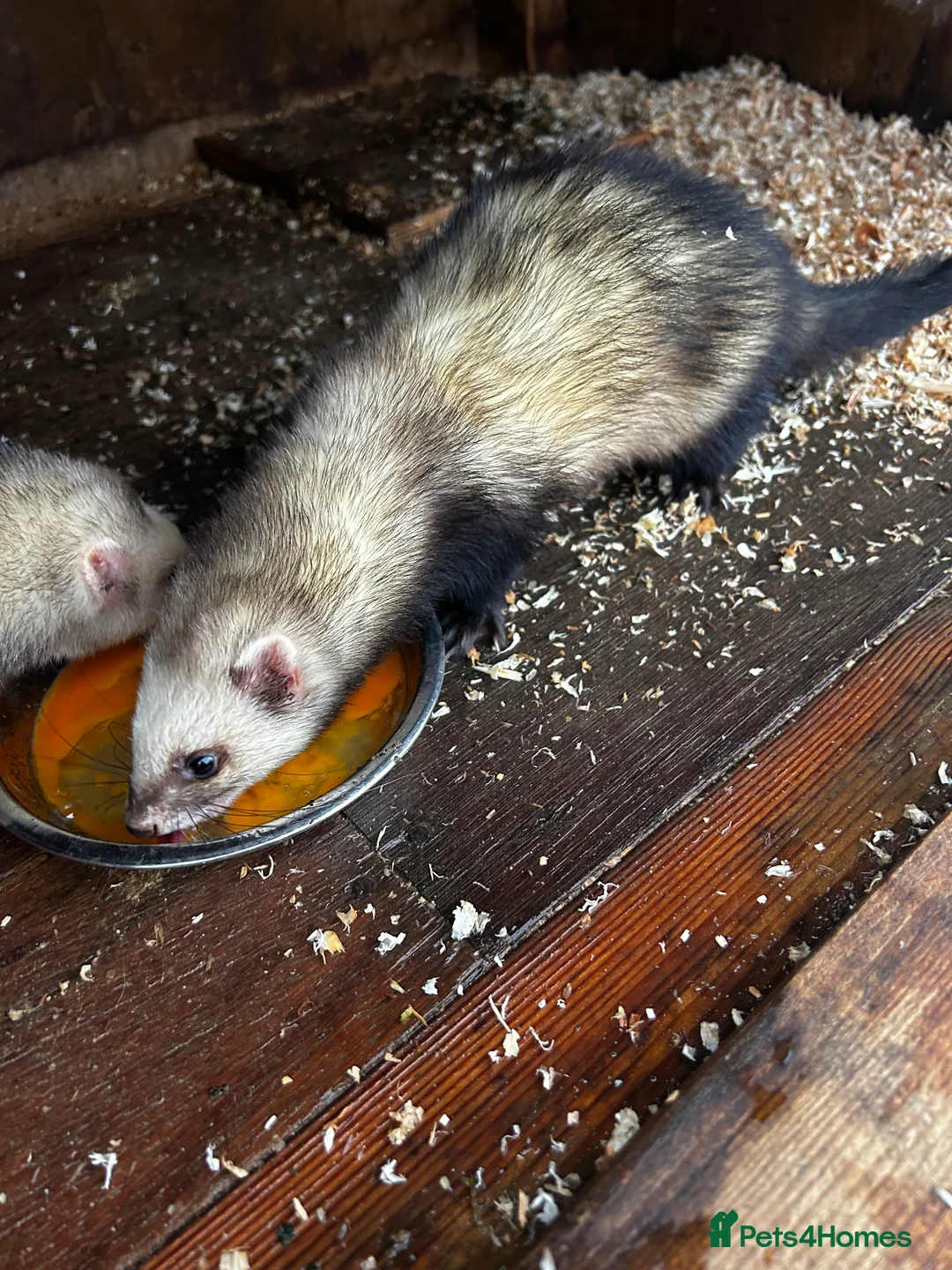 Ferret rodents for sale: Two female Ferrets - Advert 2