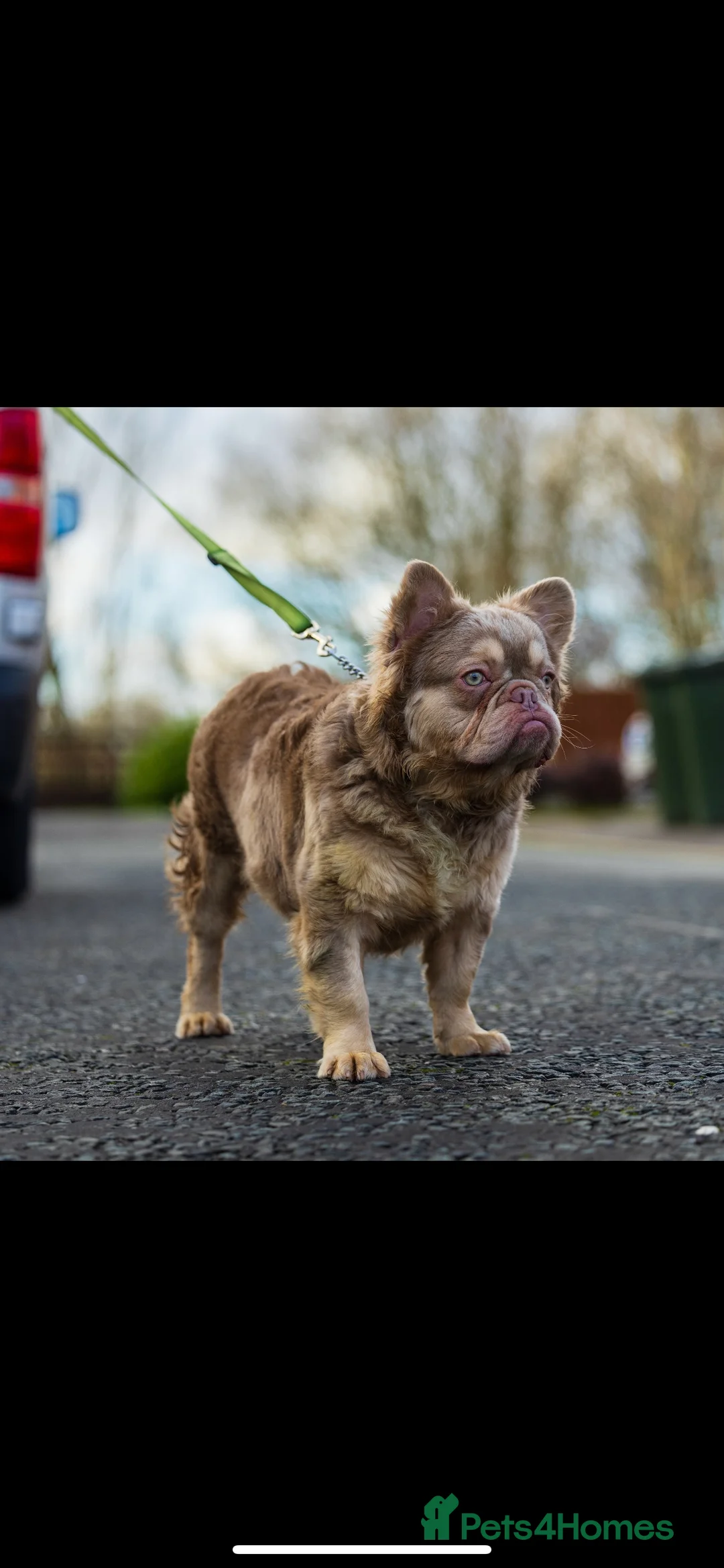 French Bulldog dogs for stud: Visual fluffy new shade boy Fluffiest in the UK  in Manchester - Advert 8