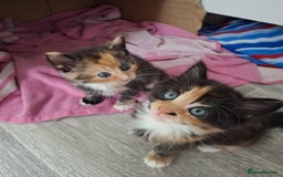 Maine Coon cats for sale: Beautiful Bright Eyed Part Maine Coon Kitten - Image 5