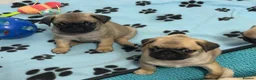 Pug dogs for sale: KC registered Pug puppies looking for new home  - Advert 11