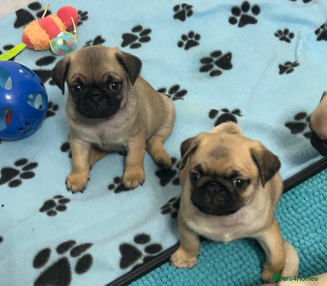 Pug dogs for sale: KC registered Pug puppies looking for new home  - Advert 11