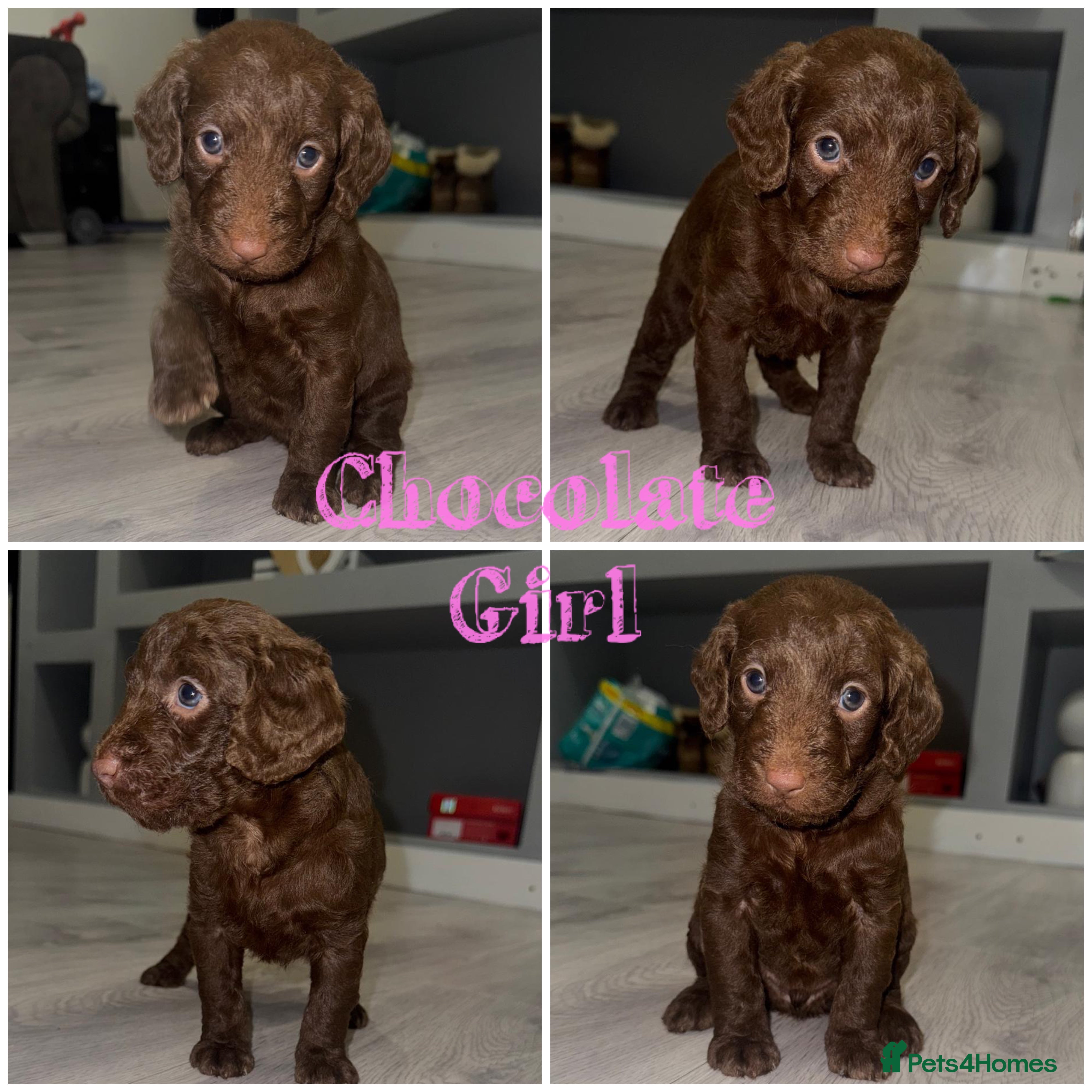 Labradoodle dogs Chocolate female labradoodle puppy - Advert 15