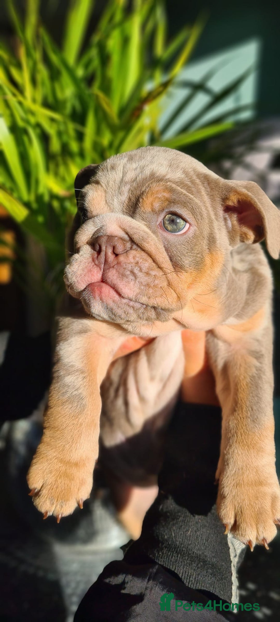 English Bulldog dogs for sale: ✨ lilac Tan & Merle Female bulldog. – Available ✨ - Advert 9