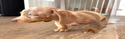 Miniature Dachshund dogs for sale: Fully vaccinated READY NOW Minature Dachshund Pups - Advert 31