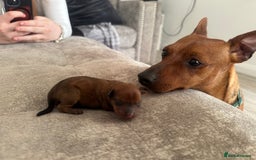 Miniature Pinscher dogs for sale: ✨ Exceptional Miniature Pinscher Puppies ✨ - Image 6