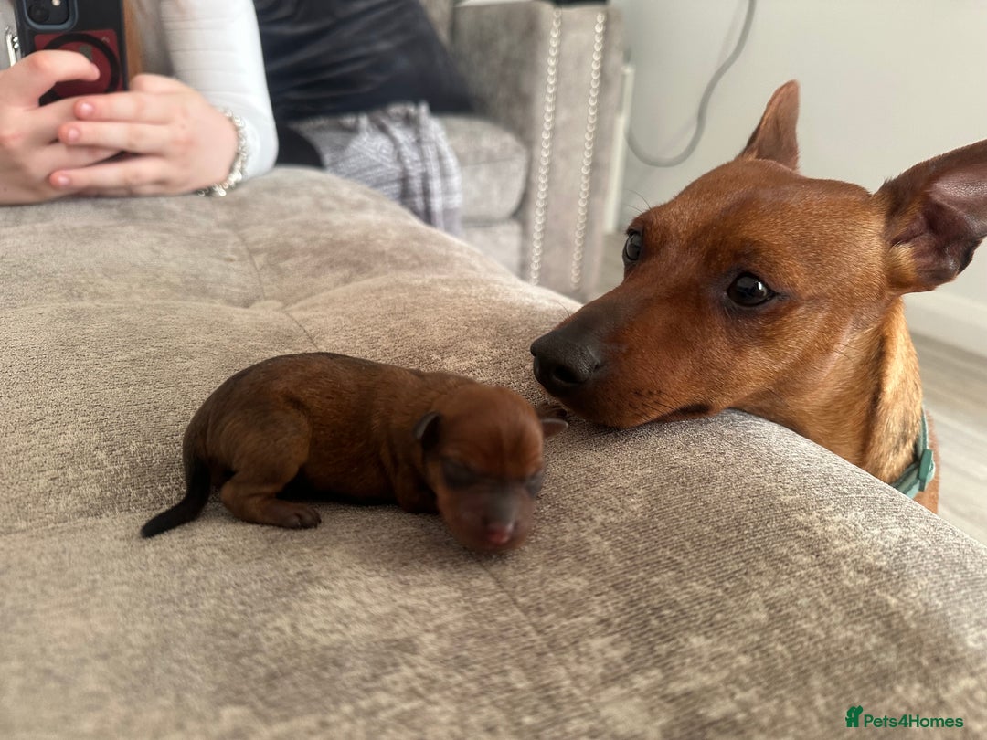 Miniature Pinscher dogs for sale: ✨ Exceptional Miniature Pinscher Puppies ✨ - Image 6