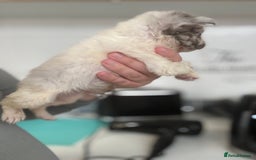 French Bulldog dogs for sale: French bulldogs - Image 29