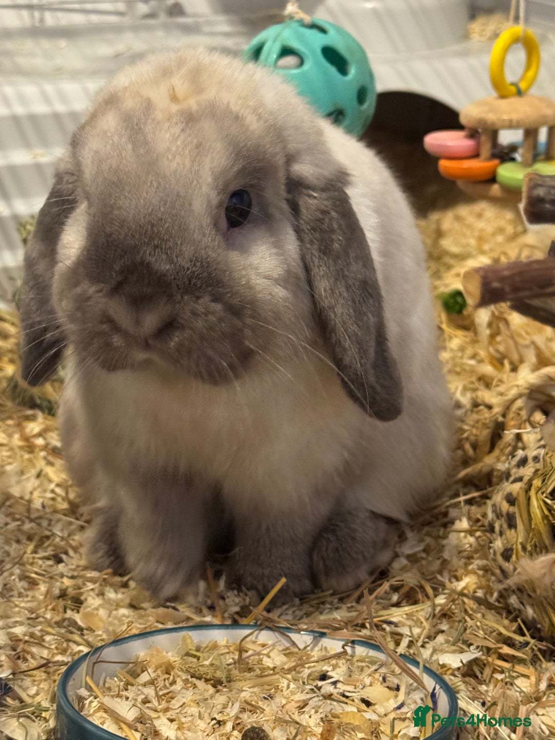 Mini Lop rabbits for sale: Need a new loving home  - Image 4