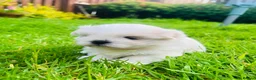 Malshi dogs for sale: Beautiful Malshi puppies - Advert 7