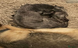 Mixed Breed dogs for adoption: Clint - Norwich Norfolk  - Image 14