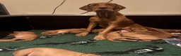 Hungarian Vizsla dogs for sale: Pedigree Hungarian Wirehaired Vizsla puppies - Advert 3