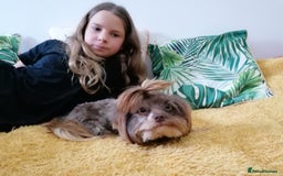 Yorkshire Terrier dogs for adoption: 💙🐶 COCO 🐶💙 - Image 1