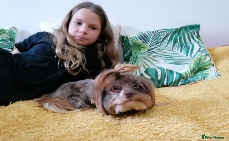 Yorkshire Terrier dogs - Advert 1