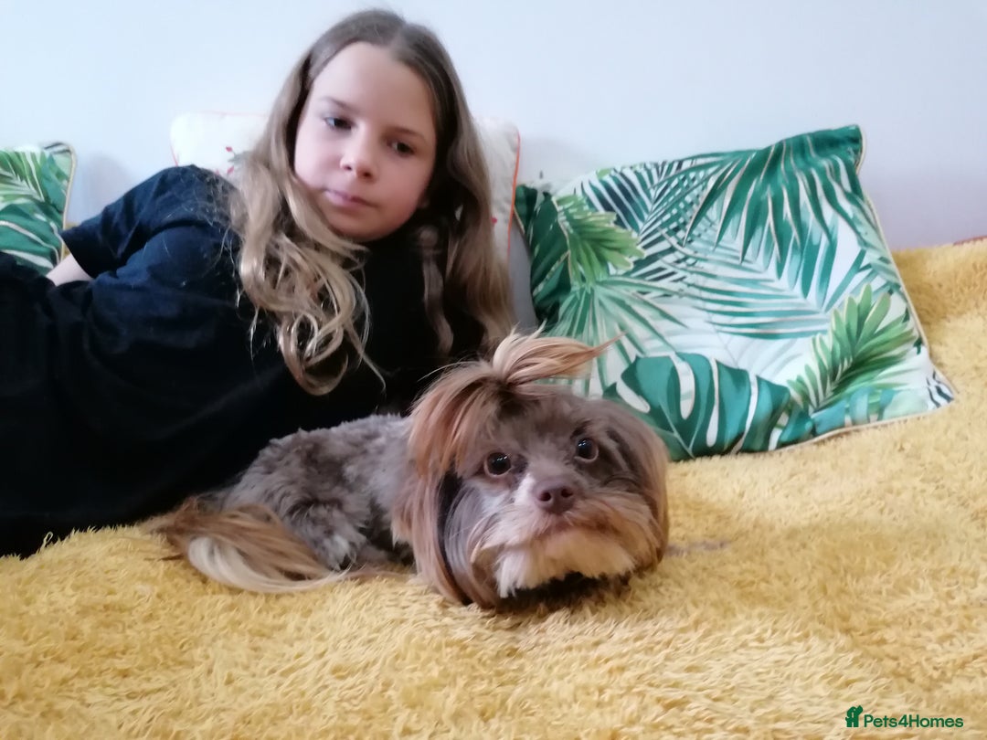 Yorkshire Terrier dogs for adoption: 💙🐶 COCO 🐶💙 - Image 1