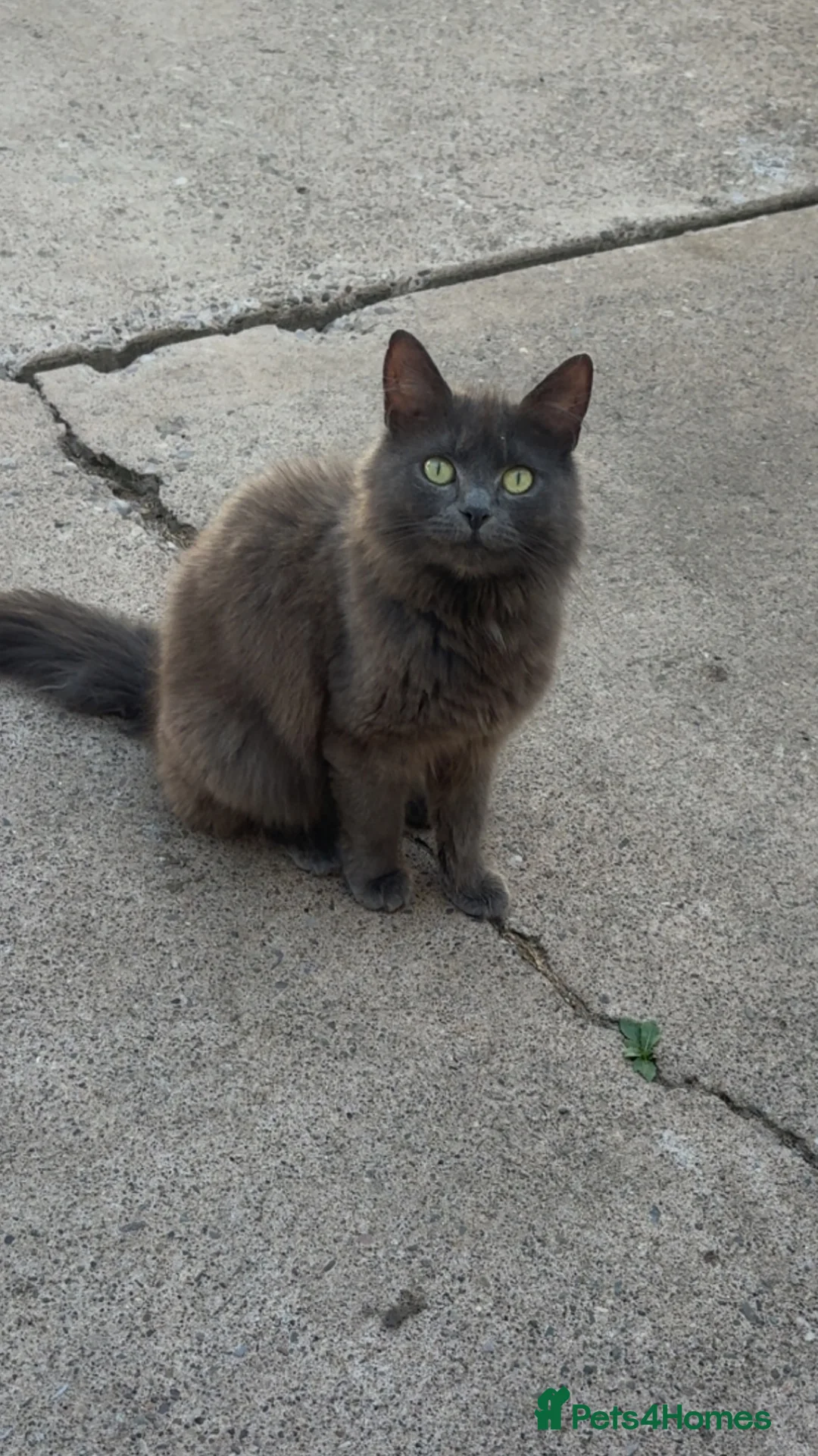 Mixed Breed cats for sale: Beautiful male kitten  - Advert 5