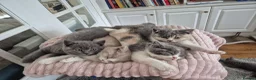 British Shorthair cats for sale:  Ready! GCCF parents with champions in line,BSH  - Advert 7