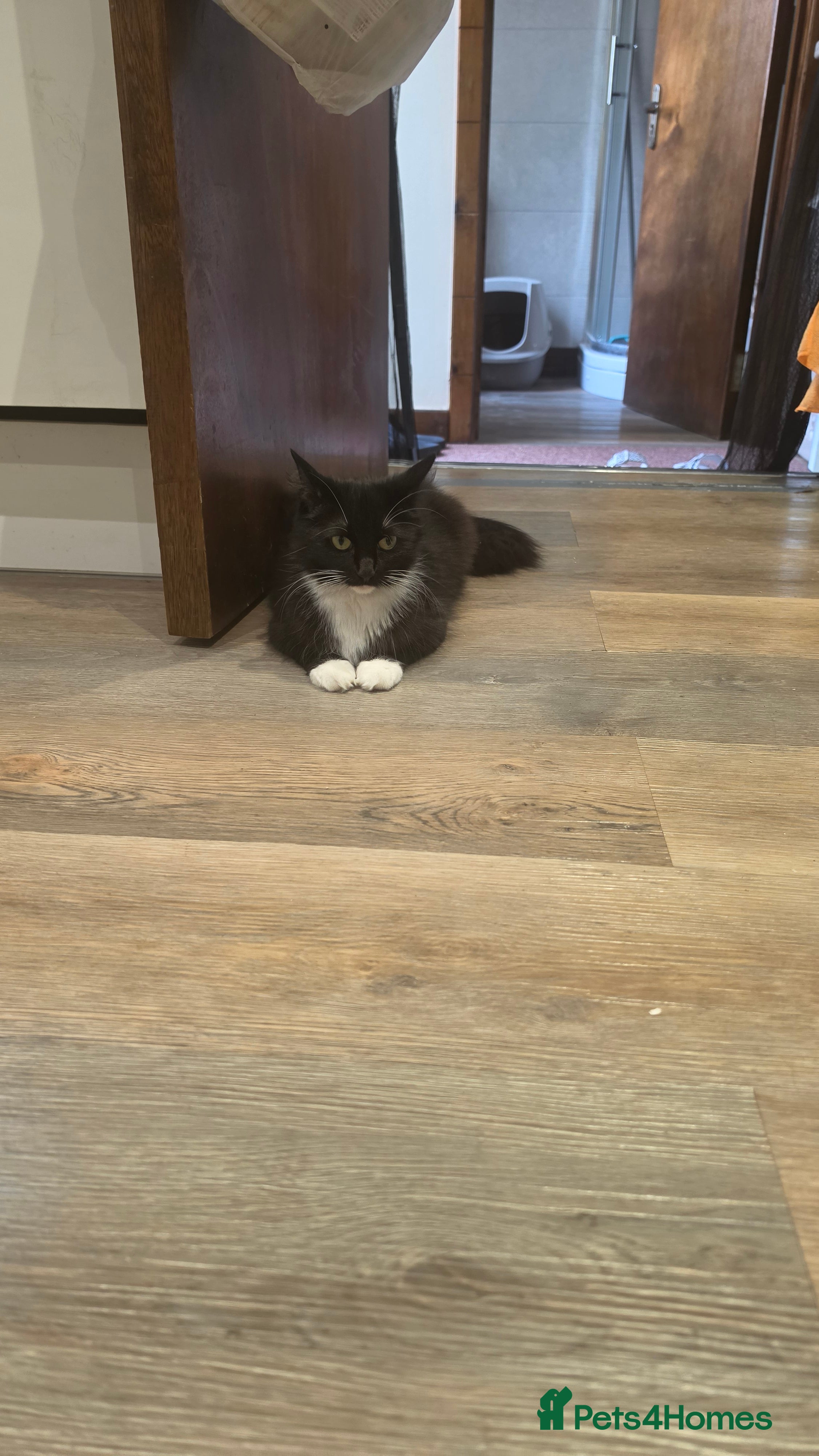 Mixed Breed cats Cute playful kittens are looking for a new home. - Advert 2